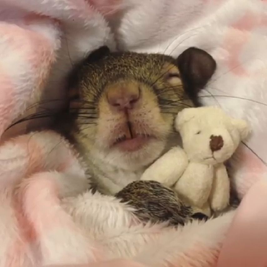 Врятована білка Джилл дуже мило засинає з плюшевим ведмедиком: відео. Білченя, що залишилося без батьків під час урагану, знайшло нову люблячу сім'ю.