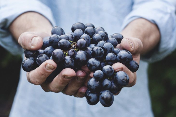 Науковці з Австралії змогли розкрити секрет ідеального винограду. Вони знайшли фермент, який відповідає за генерацію винної кислоти.