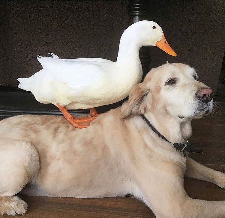 Інтернет здивувала незвичайна дружба собаки і качки. Вони не розлучаються ні на хвилину.