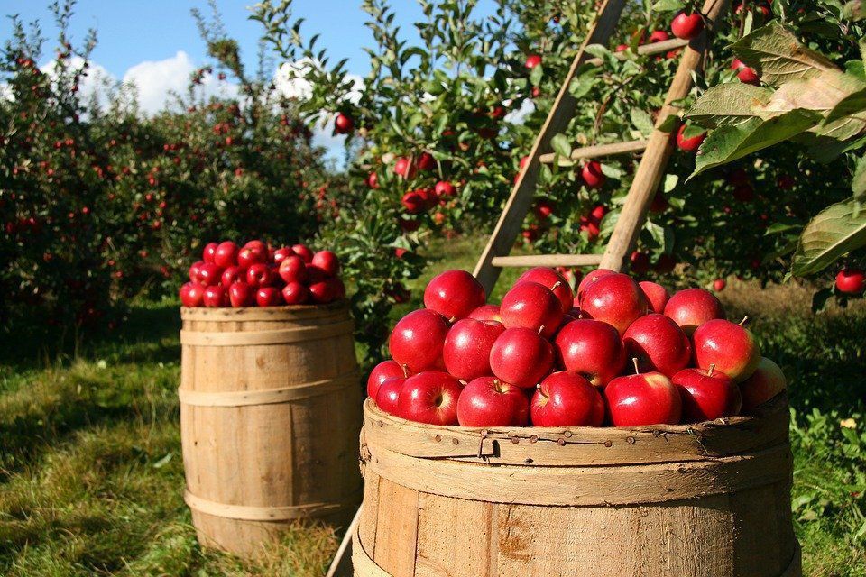 Як правильно зберігати яблука взимку. Прості способи дозволять вам насолоджуватися яблуками до нового врожаю.
