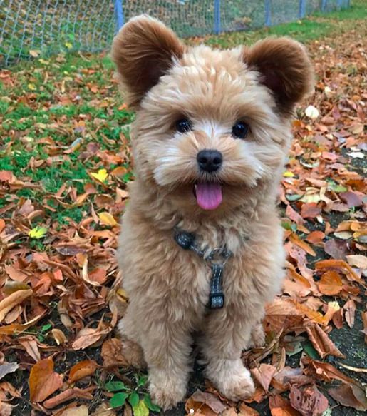 Чарівна жива іграшка Олівер — зірка Інстаграму. Цей чарівний собака живе в Норвегії, але знають його по всьому світу, завдяки шаленій популярності в Instagram.