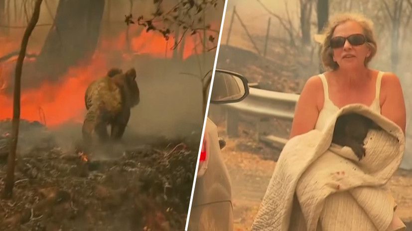 Відважна жінка ризикнула життям, щоб врятувати коалу з лісової пожежі — відео. Без допомоги людини у тварини не залишилося б шансів.