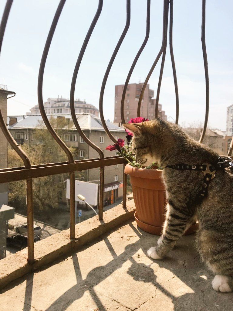 Чи варто випускати кішку гуляти на балкон. Як забезпечити безпеку вихованцеві на балконі.