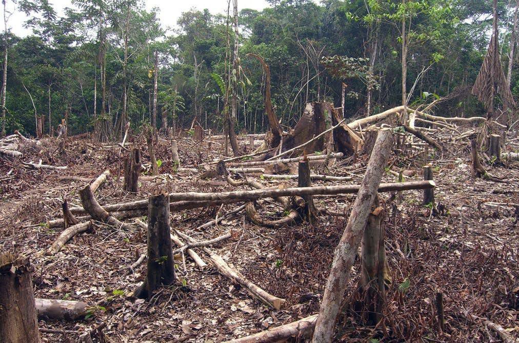Вчені: третина рослин тропічної Африки — під загрозою зникнення. 7 тисяч видів рослин в лісах Західної Африки знаходяться в жахливому становищі.