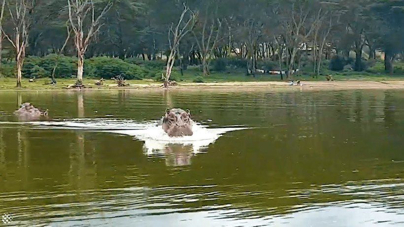 Розлючений бегемот переслідує човен із туристами: відео. Гіпопотами входять у трійку найбільш агресивних тварин.