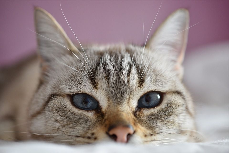 «Гіпоалергенні» породи котів. Безпечні породи котів, яких можна заводити навіть якщо у вас алергія на шерсть.