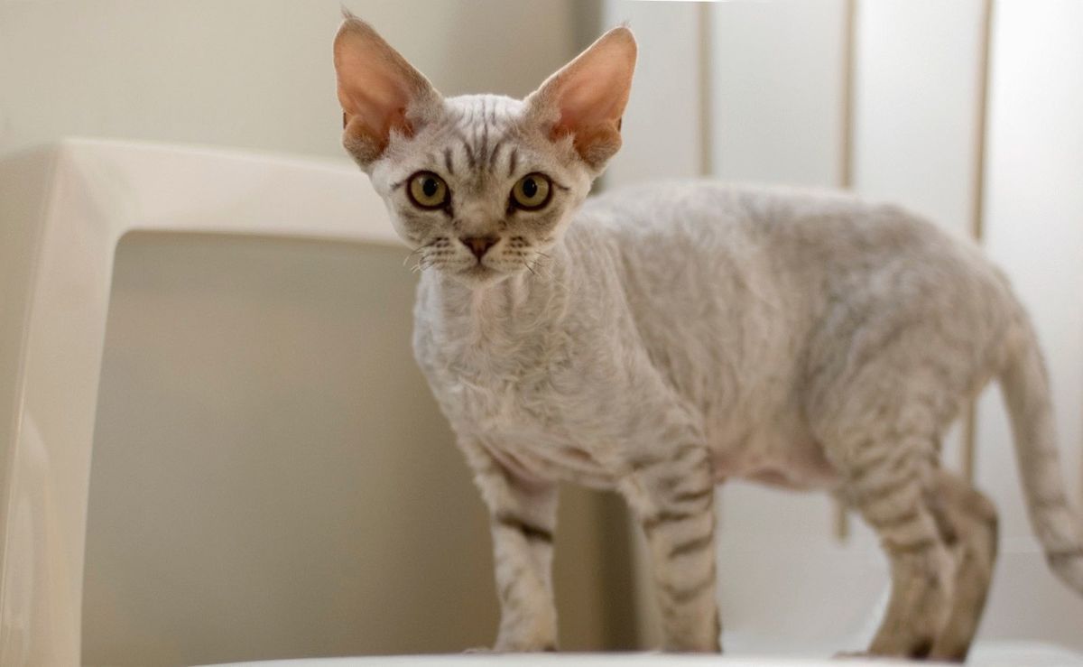 «Гіпоалергенні» породи котів. Безпечні породи котів, яких можна заводити навіть якщо у вас алергія на шерсть.