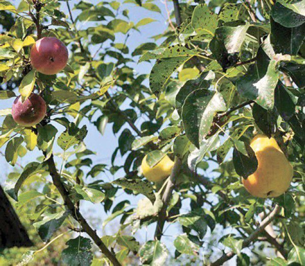Чи можуть на груші зростати яблуні. Щеплення гілок яблуні на грушу — дуже популярний метод, до якого вдаються садівники.