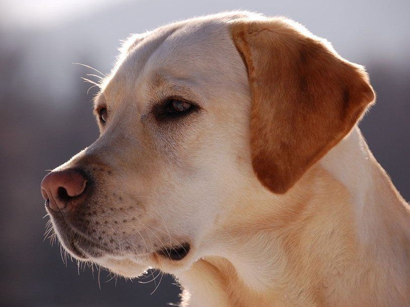 Знайдена формула розрахунку точного собачого віку. Вчені запропонували спосіб визначення віку собак щодо людського за допомогою зіставлення даних ДНК.