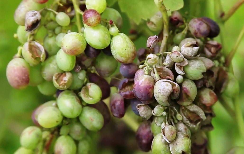 Як вчасно виявити, що виноград захворів на оїдіум і вилікувати його. Оїдіум треба лікувати, поки він не знищив виноградники.