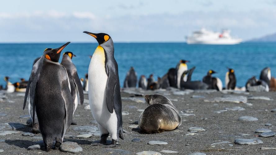 15 найцікавіших фактів про пінгвінів. Цікавинки про цих веселих і симпатичних птахів.