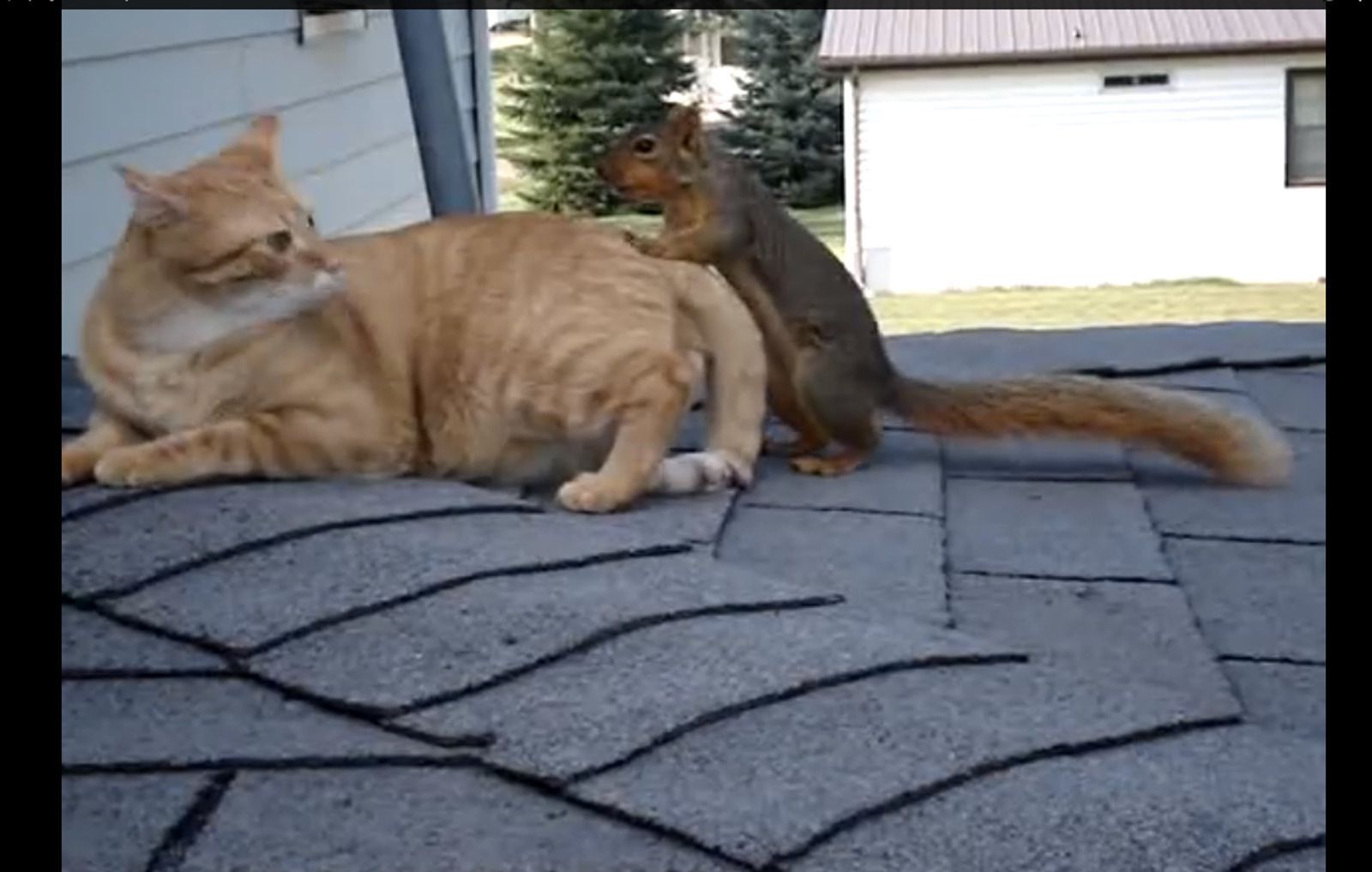 У мережі з'явилося кумедне відео про дружбу білки і кота. Невгамовна білочка!