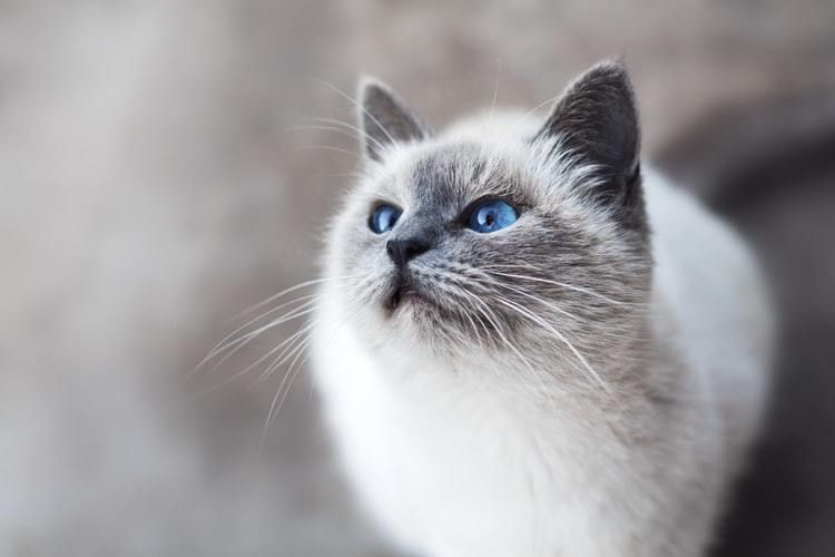 10 цікавих фактів про те, що у котів на думці. Факти, які можливо ви і не знали про свого улюбленця.