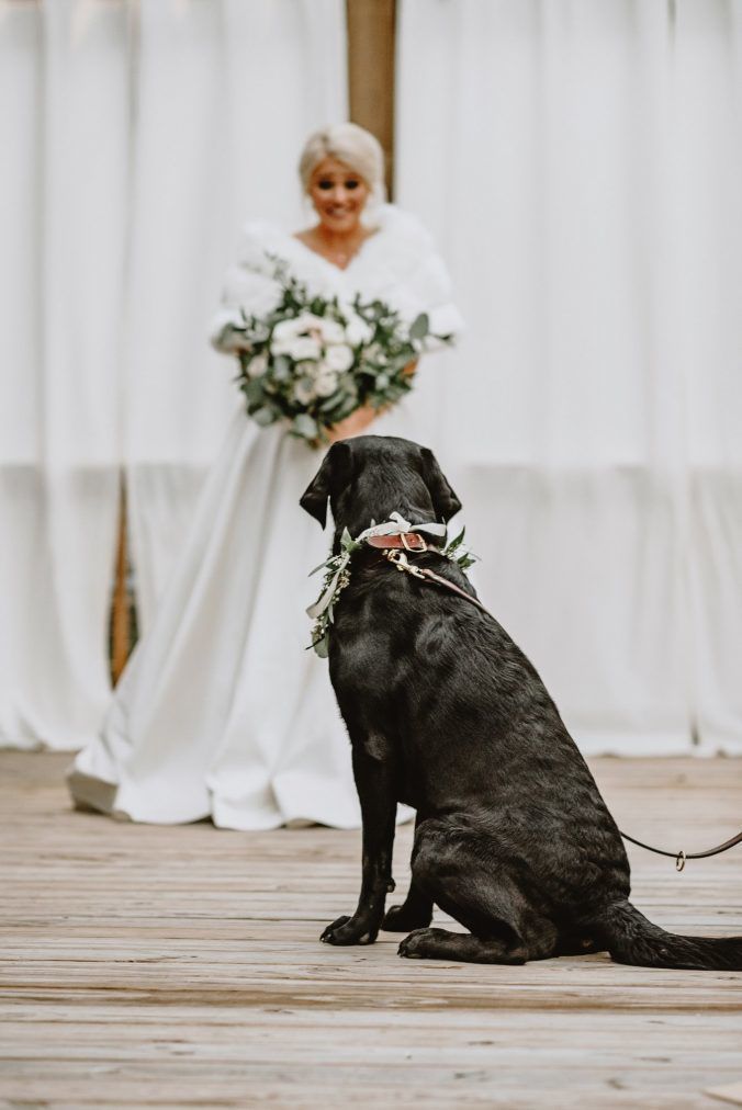 Дівчина вирішила у незвичний спосіб розпочати своє весілля, зробивши фотосесію зі своїм собакою. Родзинкою весілля дівчини виявився її пес.