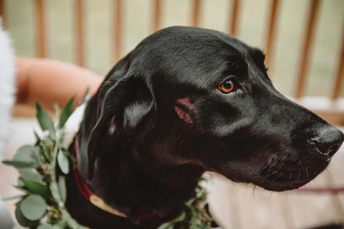 Дівчина вирішила у незвичний спосіб розпочати своє весілля, зробивши фотосесію зі своїм собакою. Родзинкою весілля дівчини виявився її пес.