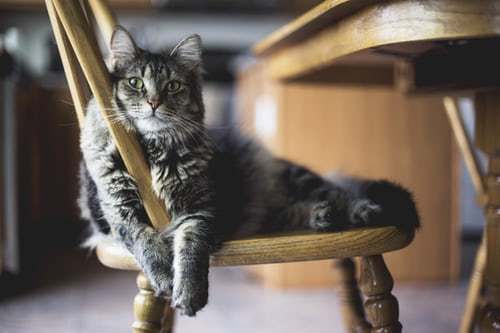 Чому коти так полюбляють дряпати меблі. Цікаві причини і простий спосіб вирішення цієї проблеми.