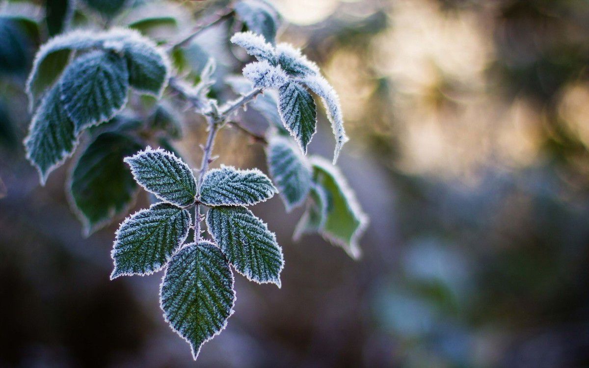 Як допомогти рослинам під час морозів, коли немає снігу. Під час морозів і за відсутності снігу рослини потребують допомоги садівника.