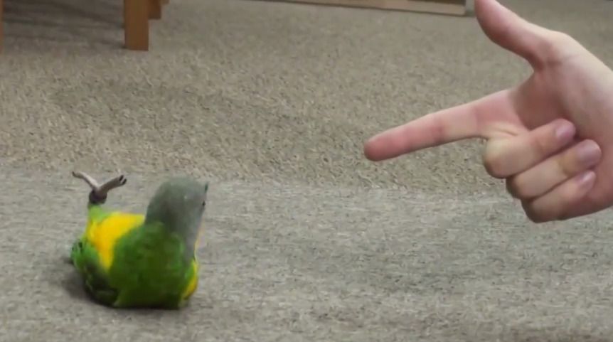Папугу навчили прикидатися мертвим від "пострілу" з пальця — відео. Обережно: після перегляду відео виникає непереборне бажання завести папугу.