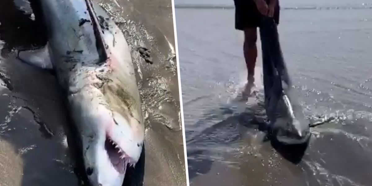 Прогулюючись на пляжі, чоловік натрапив на акулу. Їй дуже пощастило, адже чоловік допоміг їй повернутися додому. Прогулюючись на пляжі, чоловік врятував акулу, яка опинилася на березі.