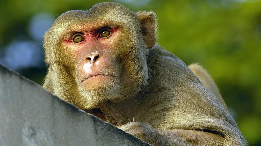 Анекдот дня: бурова станція в Африці — бурильники працюють, а мавпи спостерігають. Як бистро вчаться мавпи!