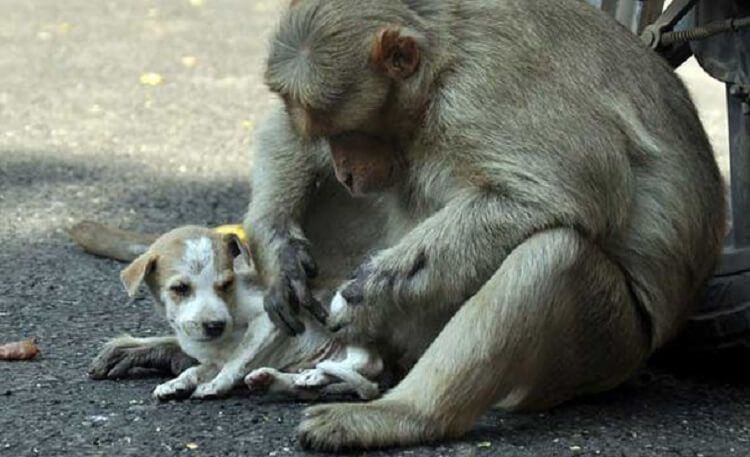 Мавпа врятувала безпритульного песика від голодної смерті та стала йому справжньою мамою. Ця історія дає нам цінний урок про відносини.