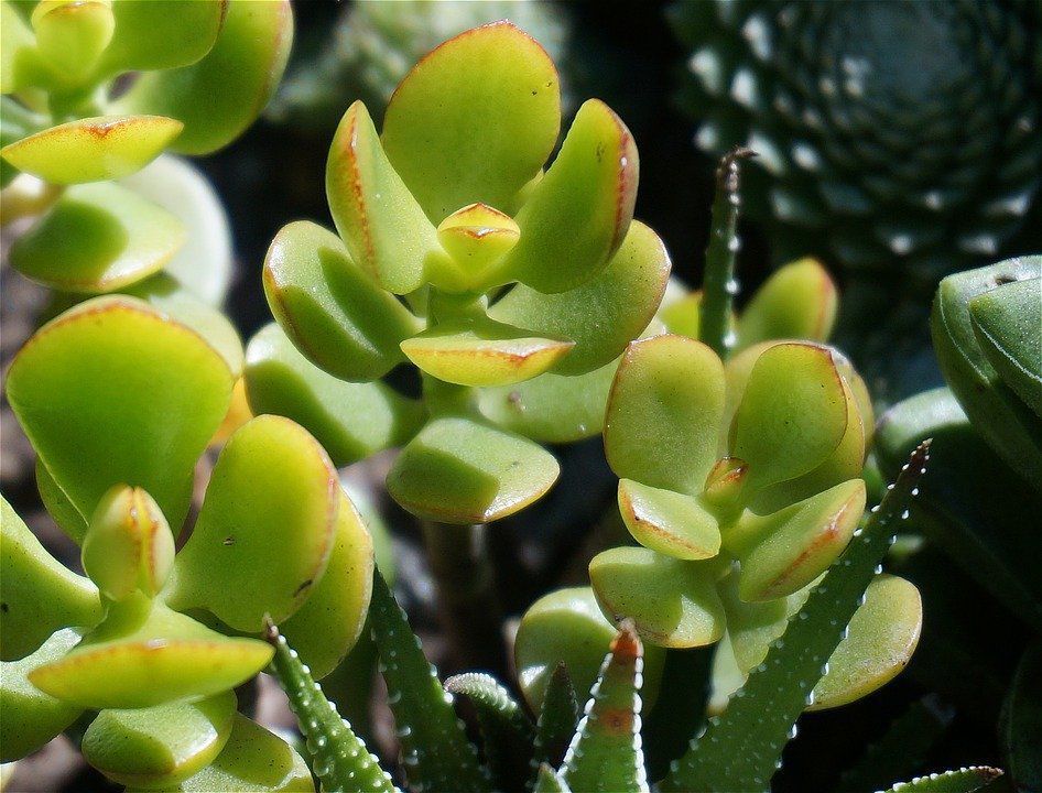 5 кімнатних рослин, які захистять від вірусів та застуди. Які рослини допоможуть вам впоратися з застудою та вірусами.