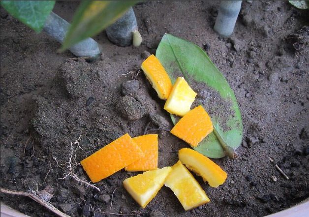 Як можна використовувати апельсинові кірки для саду, городу і дачі. Апельсинові кірки стануть у нагоді кожному дачнику.
