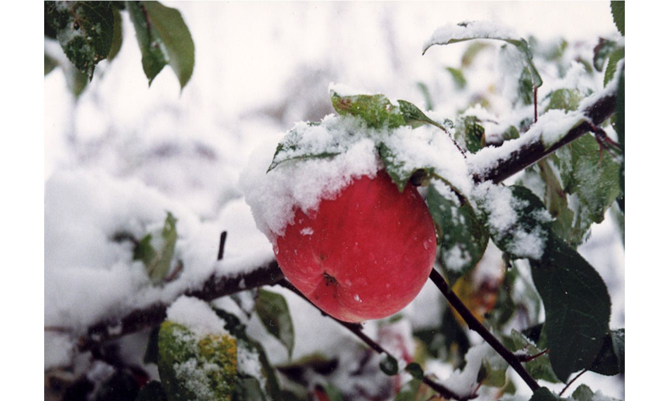 Яблоки под снегом