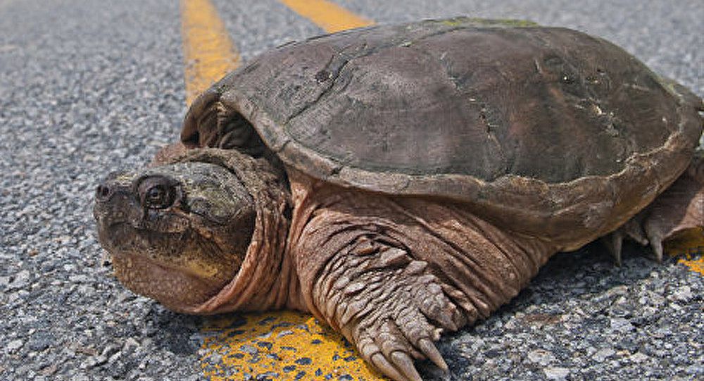 У Бангладеші вилупилися черепахи майже вимерлого виду. Черепахи, що нещодавно вилупилися, роблять свої перші кроки. Але поки їх ніжки ледь видно з-під твердих раковин.