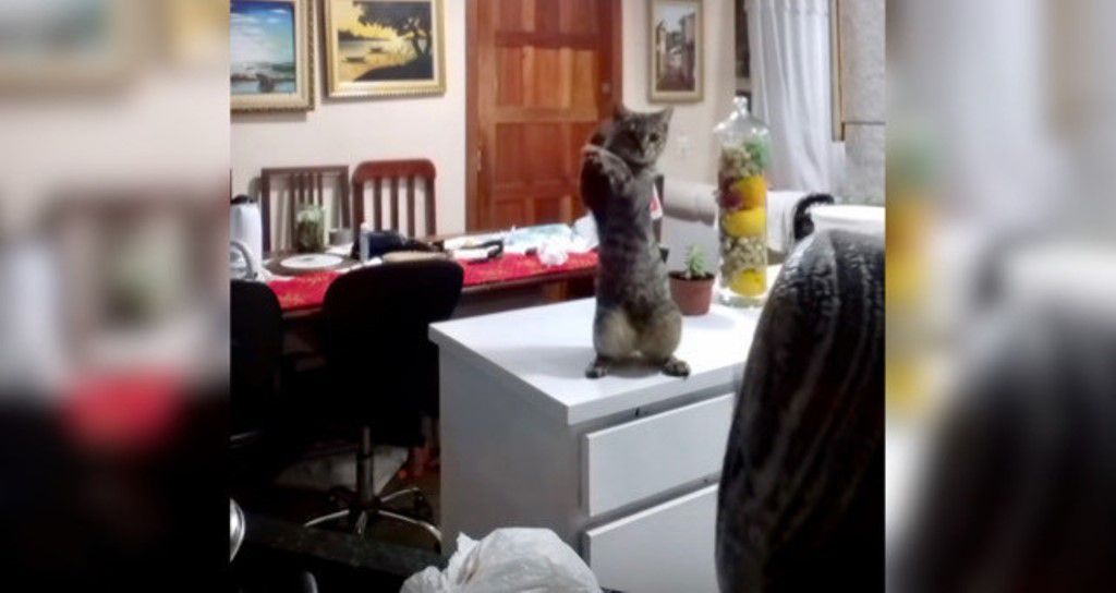 Цікаве відео — тямуща кішечка показала господині як правильно потрібно мити посуд. Яка ж розумниця!