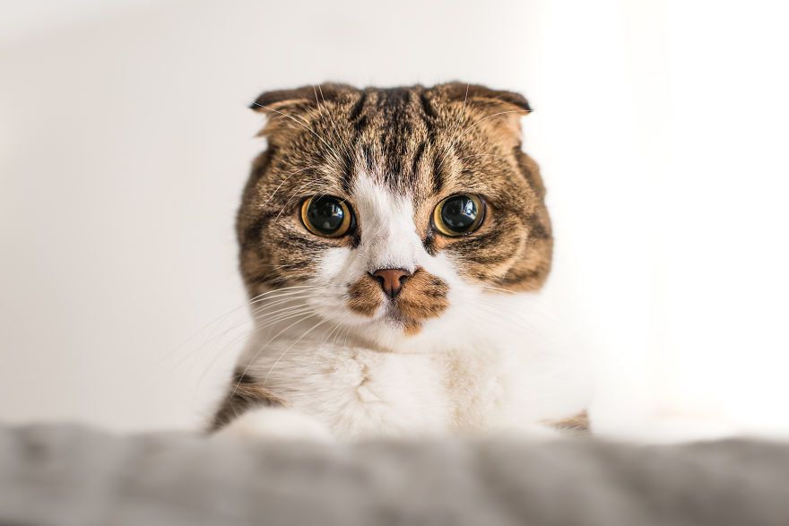 Вчені довели, що кішки мають «вирази облич», але люди їх просто не розуміють. Виявляється, кішки теж мають міміку.