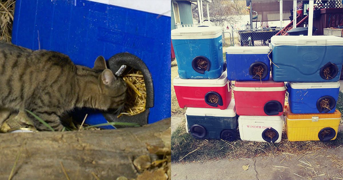 Американець робить будинки для бездомних кішок з викинутих міні-холодильників. Беріть приклад!