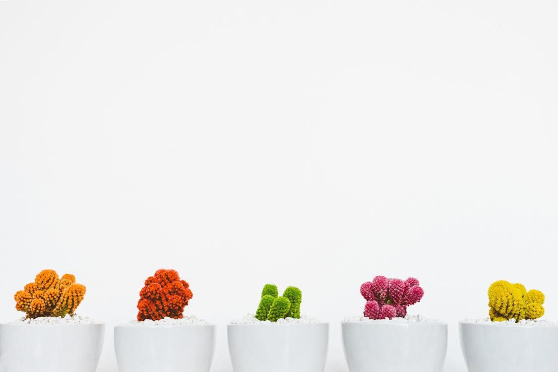 4 кімнатні рослини, які принесуть яскравість в ваше життя
