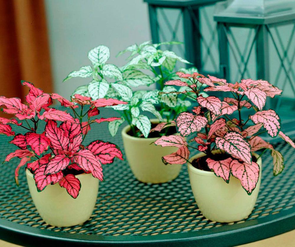 4 кімнатні рослини, які принесуть яскравість в ваше життя. Ці кімнатні рослини розмалюють ваші сірі будні.