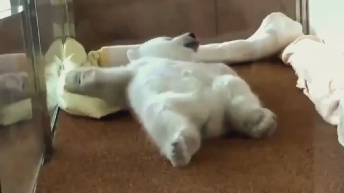 Кумедний відеоролик, на якому вгодований білий ведмедик намагається перевернутися на животик. Відео з малюком підкорило тисячі інтернет-користувачів.