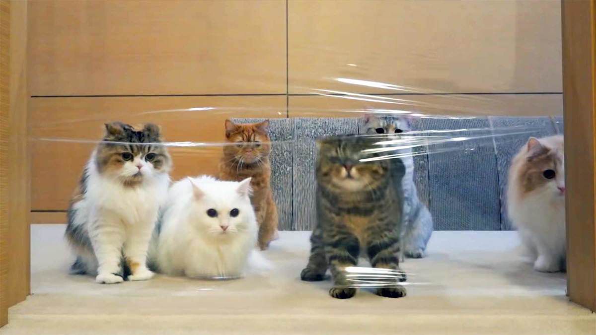 Коти проти невидимої стіни з плівки, якою перетягнутий дверний отвір — кумедне відео. Коти та плівка!