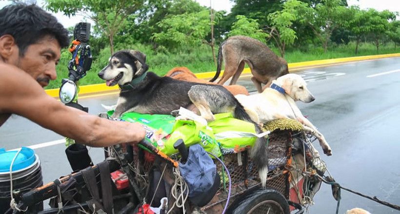 Житель Мексики подорожує по країні і рятує хворих і поранених собак. Завдяки такій душевній людині, собаки не втрачають довіру до людей.