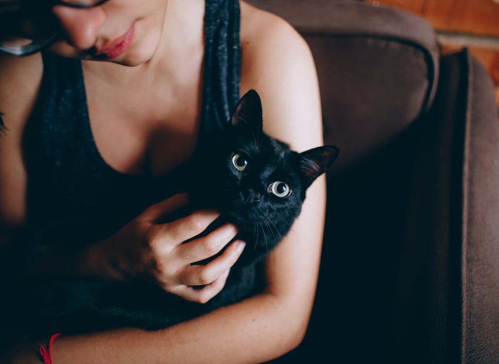 Хто кому господар: як коти сприймають нас — людей. Цікаві факти про відносини людей і котів.