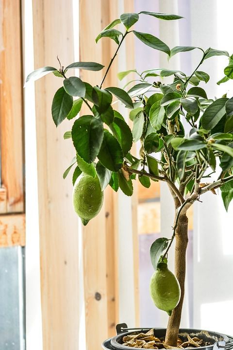 Як виростити лимонне дерево вдома. Простий спосіб, завдяки якому у вас буде своє власне лимонне дерево.