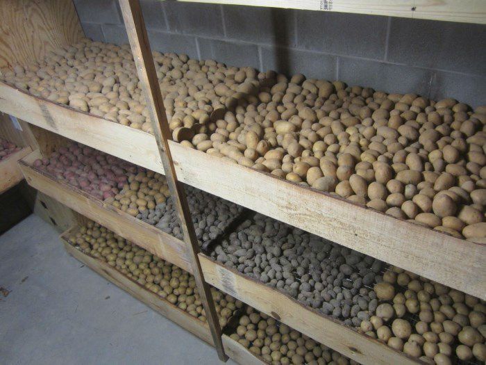 6 помилок при зберіганні картоплі. Кажуть, що виростити картоплю – це півсправи.