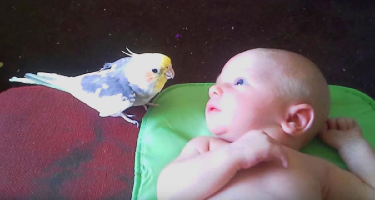 Маленький папужка підкрався до сплячого немовляти і співає йому пісеньку. Добре відео.