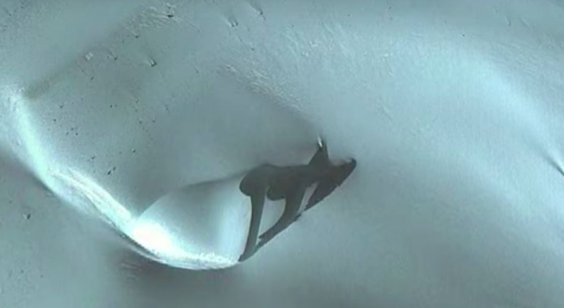 Скам'янілого птеродактиля знайшли на супутникових знімках Антарктиди. Багато дивних речей відбувається в Антарктиді.