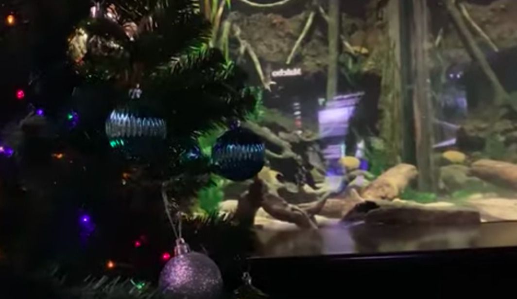 Електричний вугор запалює різдвяні вогні в акваріумі в Теннессі. Цікавий атракціон.