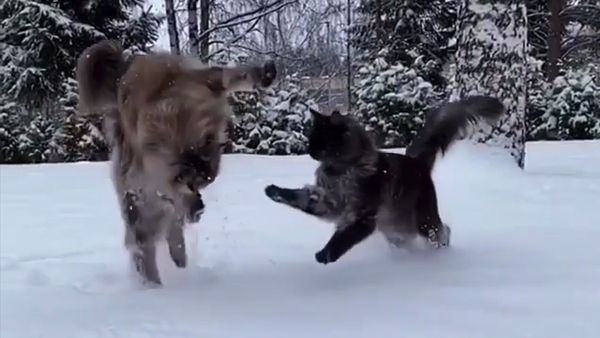 Цікаве відео про кота, який проти суперника застосував прийом кунг-фу. Вихованець спритно підстрибнув угору і ухилився від нападника.