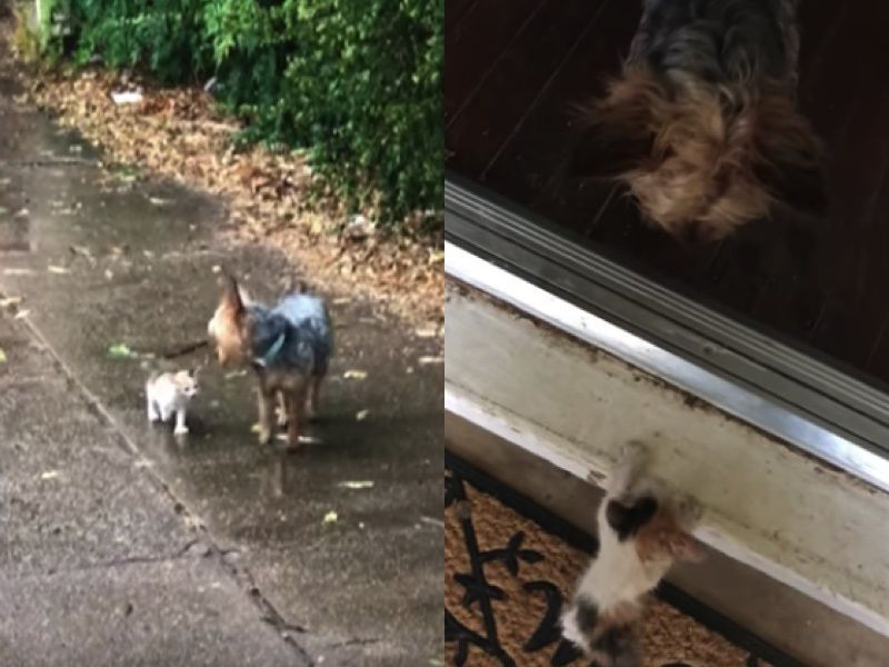 Побачивши кошеня під проливним дощем, собака вирішив допомогти малечі і привів його в будинок господині. Крихітка-кошеня залишилося на вулиці під дощем. Побачивши його, собака поспішив на допомогу!