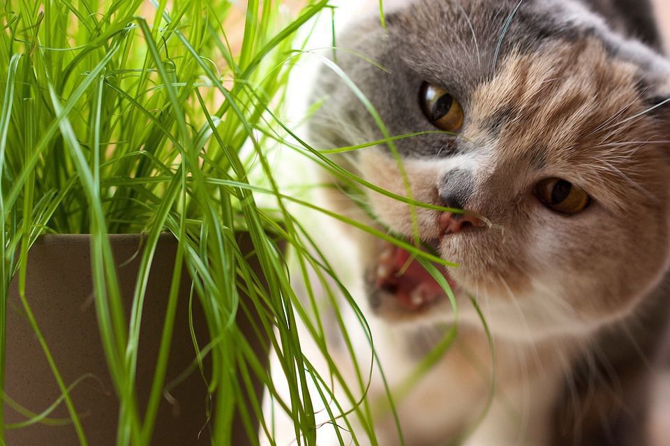 9 найкорисніших трав для котячого здоров'я. Корисна інформація для любителів котів.