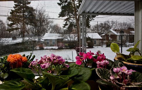 Рослини, які можна тримати взимку на балконі. Балкон або лоджія, де ви збираєтеся тримати квіти взимку, обов'язково повинен бути заскленим і бажано добре утепленим.