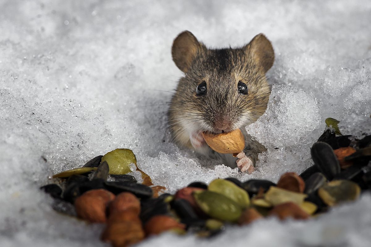 Женемо мишей з ділянки в три шиї. В цьому році справжнє нашестя мишей у саду і дачних будиночках, а значить, не можна спокійно йти на зимові «канікули».