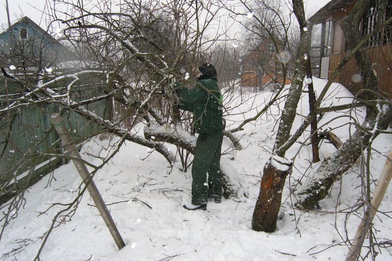 Ризики зимової обрізки плодових дерев. Зимова обрізка хороша тим, що в цей час інших робіт немає, і це дозволяє звільнити час навесні для більш термінові роботи.