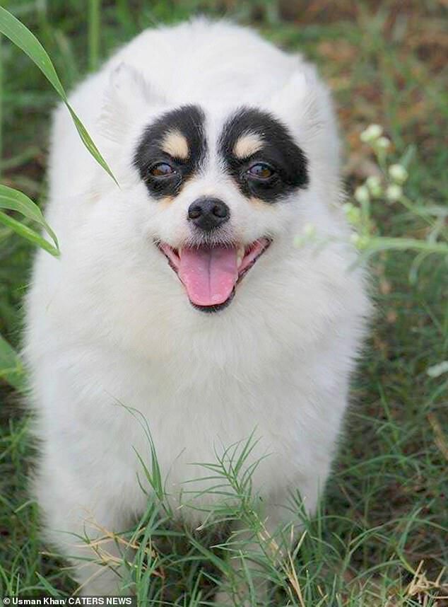 Білосніжній собачці пощастило народитися з чорними відмітинами навколо очей, що робить її надзвичайно привабливою. Красуня схожа на Зорро!